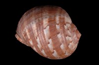 藏品(鶉螺)的圖片